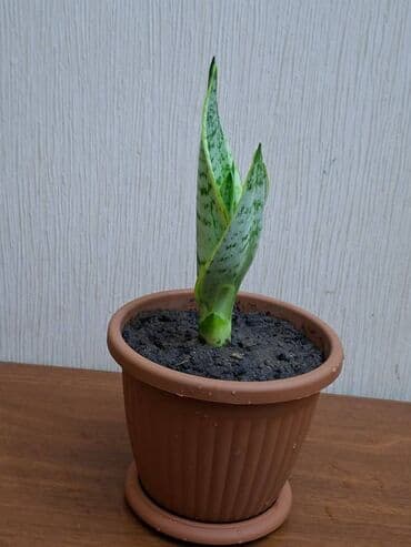 Bitkilər: Sansevieriya "Laurentii" Kök atmış sansevieriya (qaynana dili) — 1