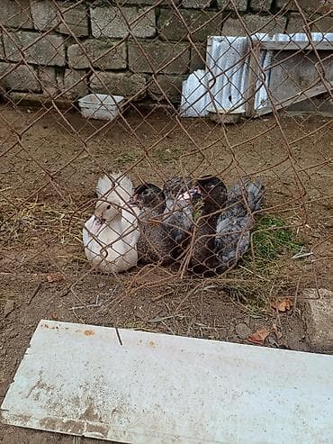 at satişi: Erkək, | Macar, Damazlıq, Ünvandan götürmə — 1