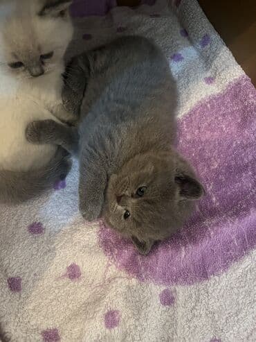 pisik bala: Britan, Dişi, Yaxşı əllərə, Ödənişli çatdırılma, Ünvandan götürmə — 3