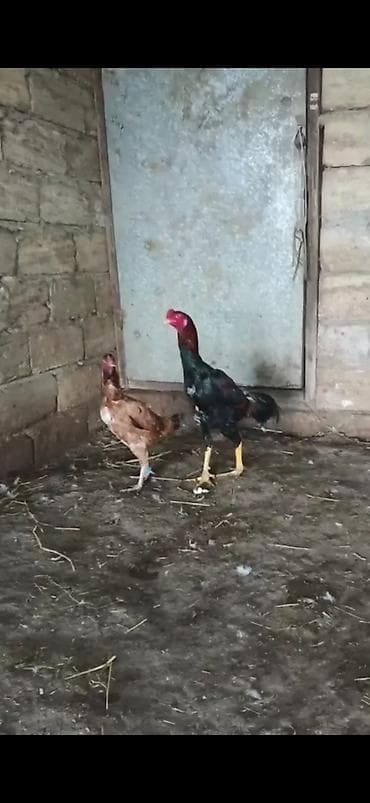 balakən heyvan satisi: SATILIR- HEYRATI - CÜT - 7- AYLIĞDILAR-QİYMƏT CÜTÜNƏ AYİDİR — 2