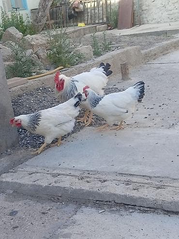 Toyuqlar: Toyuq, Damazlıq — 3