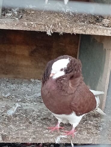 sebzi quşu: Məhsul: Bəzəkli göyərçin cütü – “Jakobin” (qıvrım başlı) Təsvir: - — 8