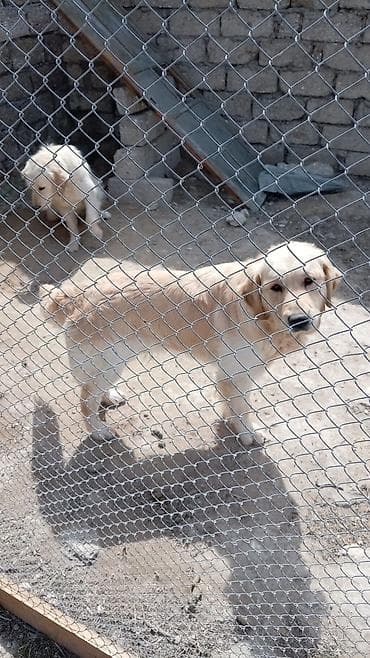 Retriever — 1