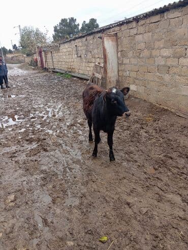 cins inekler azerbaycanda: Məhsul: Dana (qara rəngli, alnında ağ ləkəli) tecili tecili satilir — 2