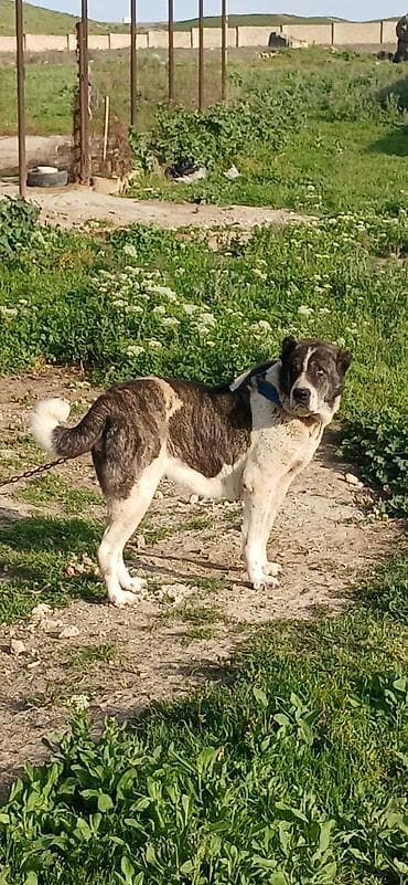 it zəncir: Qurdbasar, 4 il, Dişi — 1