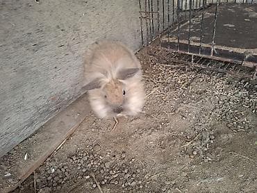 en yaxsi bugda sortu: Holland lop cinsi Ev dovşanları – tüklü miniatür bala dovşanlar şəkil — 5