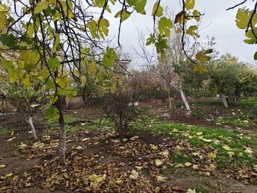 Meyvə bağ sahəsi Salam Torpaq Gözəl yerdə yerləşir Öz həyətimizdi 4