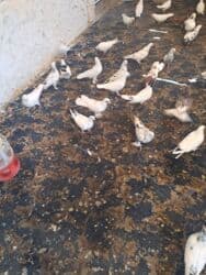 quş yuvasi: 4 manat Təsvir: - Növlər: müxtəlif rəng və naxışlarda ev/oyun — 17