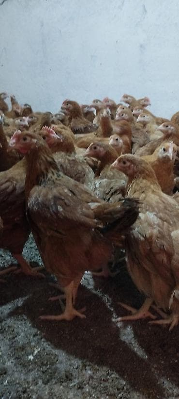 Toyuqlar: Toyuq, Yumurtalıq — 4