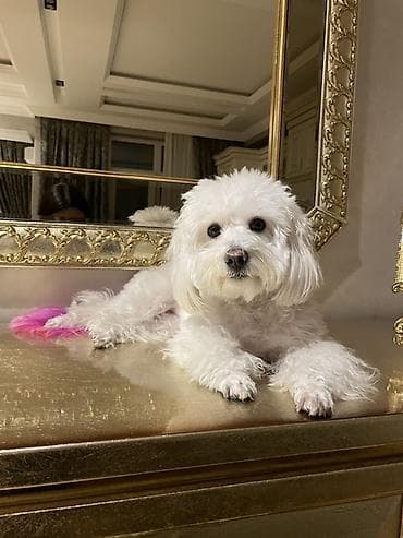 pudel it satisi: Bişon Frize, Dişi — 4