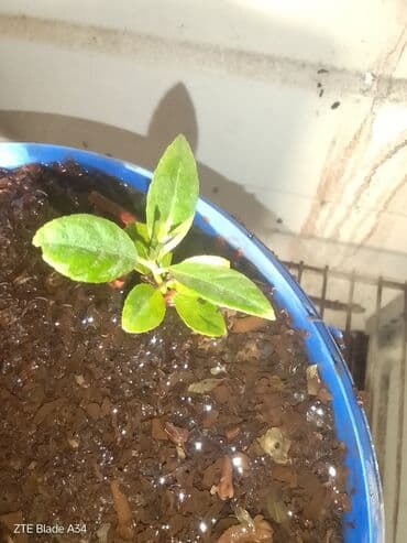 çiyələk ağacı: Məhsul: Süsən alma (crabapple) fidanı – qablarda əkilmiş gənc bitkilər — 1