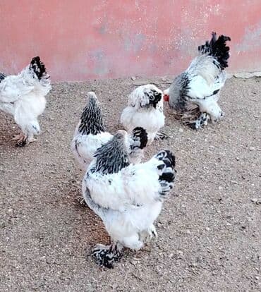 bildircin yumurta: Toyuq, Brama, Damazlıq, Ödənişli çatdırılma — 2