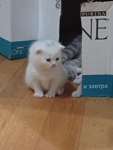 pişiy: Erkək, Dişi, Yaxşı əllərə — 5