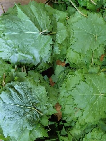 meyve sekilleri: Dolma hazırlamaq üçün idealdır. Evdə hazırlanmış, təbii — 8