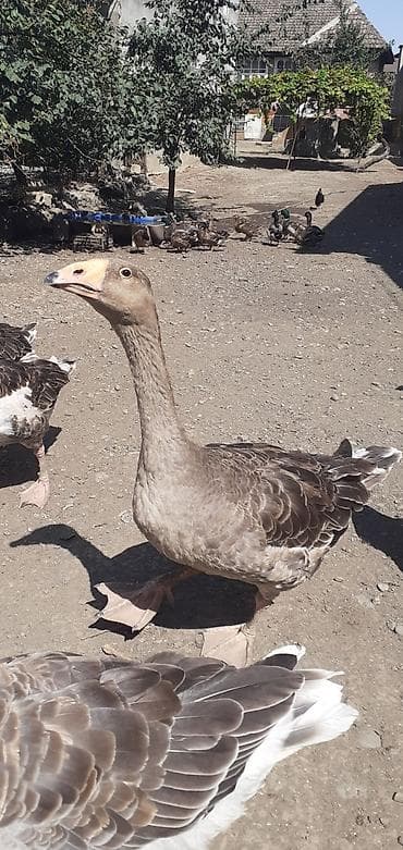 cins xoruz: 2 ədəd Tula döyüş qazları erkəy və dişi.2 ədəd ana qaz biri ala çox — 7