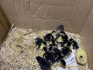 lal ördəylər: Salam sağlam lal ördək balaları satlır 10dənədi hamsı satlır — 2