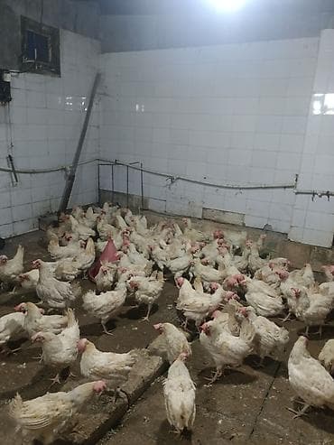 dəvə əti: Kənd toyuğu Chicken Bütöv — 1