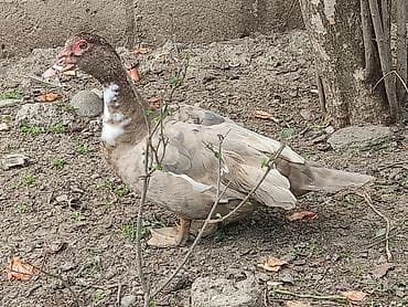 cucə və xoruz təmsil: Dişi, | Lal ördək, Damazlıq — 6