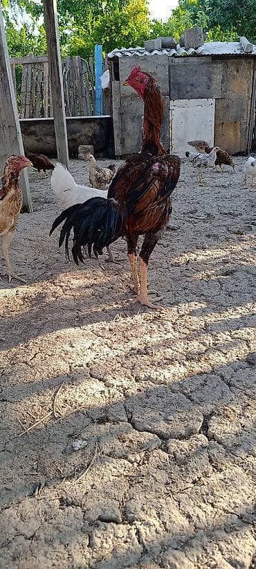 Xoruz, Heyratı, il: 1, Ünvandan götürmə, Ödənişli çatdırılma, Rayonlara çatdırılma — 6