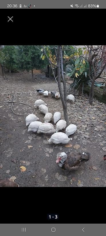 setteri it cinsi: Toyuq, Damazlıq — 2