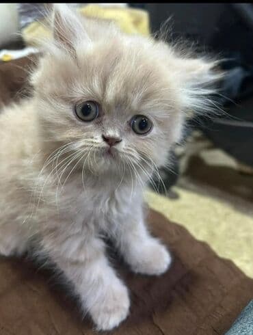 пишик: 100 ile 400 arasi cins saf qan saqlam pisiklerimiz var sekilde olmayan — 10