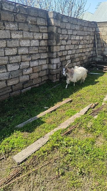 Ag keci 4 qarin disi ana bala 2 inci qarindi bala erkek uzun buynuzu