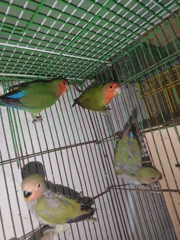 saanen kecisi satilir: Erkey dişi Nirazulçik 2 balası var Tel:+994 50 634 42 87 — 2