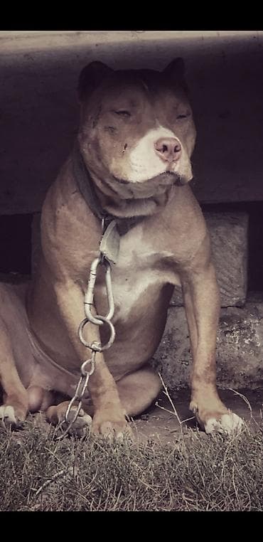 alabaý itleri: Pitbul, 2 il, Erkək, Peyvəndli — 4
