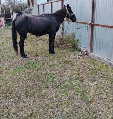 Gəmiricilər: Erkək, il: 8, Ünvandan götürmə — 1