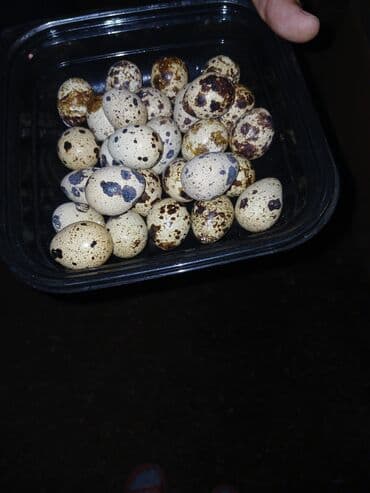kend yumurta qiymeti: Bildirçin yumurtası 1 ədədi 15 qəpik– təbii, ləkəli qabıqlı. Qara — 1