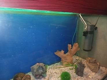 akva ayaqabılar: Dördbucaq akvarium, Boş, 297 l, Ünvandan götürmə — 6