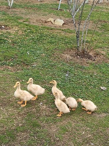 it satilir ucuz: Məhsul: Ördək balaları (cücələr) Təsvir: - Şəkillərdə gördüyünüz — 1