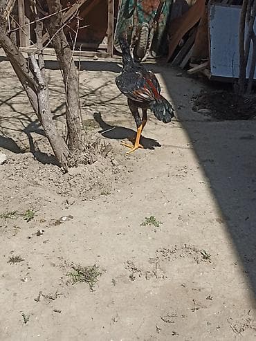 dovsan yemi: Salam 5 ayna gecib axır çəkili heyvandı 10 11 ayında 4 5 kl olacaq — 4