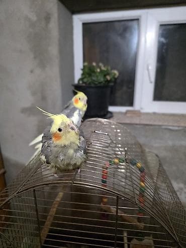 quş: Məhsul: Korella tutuquşuları və qəfəs dəst.Erkər dişi bir yerə (qəfəs — 4