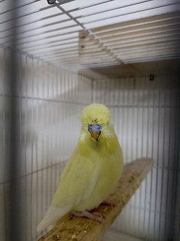 heyvan alqi satqisi: Hazır bala verən sağlam cütlükdü
Real alıcı ilə razılaşmaq olar — 3