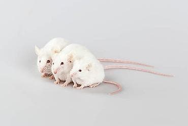 kiçik heyvanlar: Labaratoriya siçanı ağ siçan hamster xomyak Ağ laboratoriya — 2