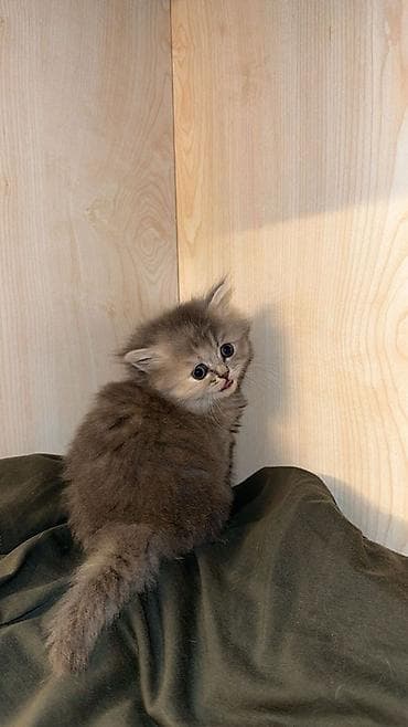 pisikler ucuz: Şinşilla, Dişi, Yaxşı əllərə — 2