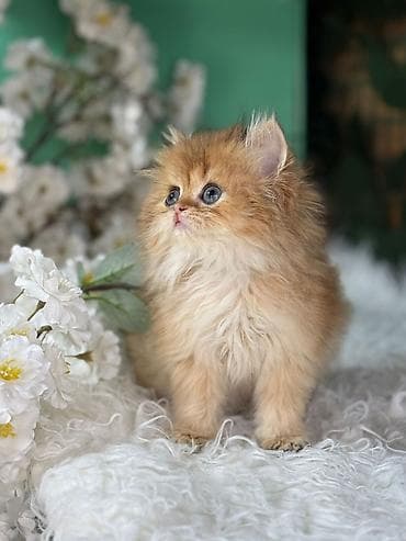 ari ailesi satilir: Erkək, Dişi, Yaxşı əllərə, Ödənişli çatdırılma, Rayonlara çatdırılma, Ünvandan götürmə — 5