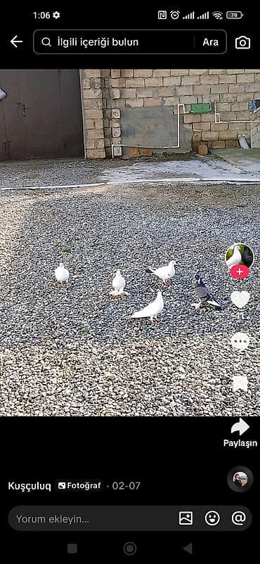 Qardaslar. önde duran ağ maya gedibdi quyruqun altnda qara matvi reng