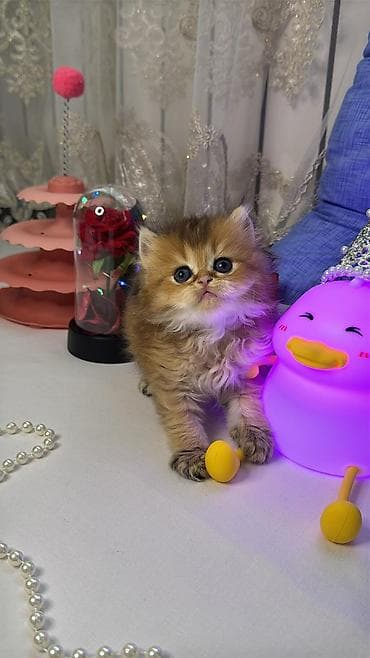 heyvan bazari: Britaniya uzun tüklü (British Longhair) balaca pişiklər - Cinsi: uzun — 4
