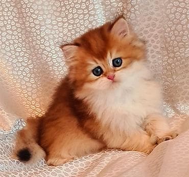 Pişiklər: Qızıl şinşilla — 4