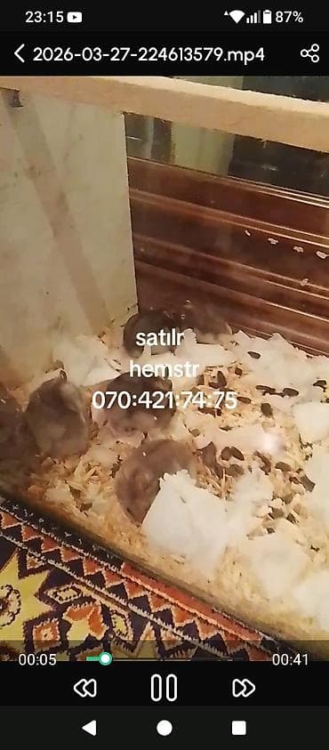 Hemsterlər – evdə bəsləmək üçün kiçik və mehriban gəmiricilər - Növ