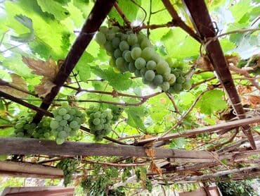 merkez: Bakı, 2 otaqlı, Köhnə tikili, m. Həzi Aslanov, 62 kv. m — 15