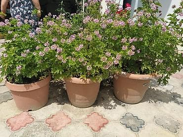 Комнатные растения: Saksıda ətirşah (pelargonium) – açıq bənövşəyi-çəhrayı çiçəklərlə bol — 2