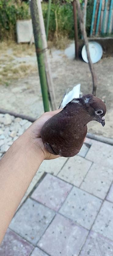 Quşlar: Qırmız ağ quyruq iran dəstə ağ quyruqdu öz quşlarmın balasıdı ataları — 2