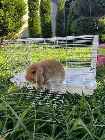 !!!!!Kafes, yem qabı, su qabı, 500 qram yem və 2 aylıq balaca erkək