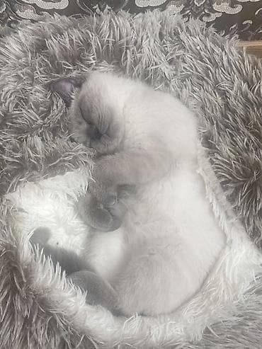 qala quzuları: Şotland, Erkək, Yaxşı əllərə, Pulsuz çatdırılma — 2