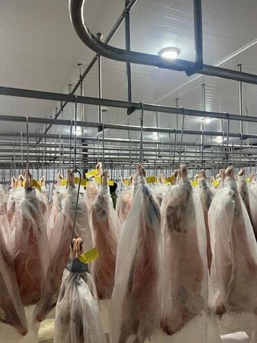 hinduşka əti qiyməti: Topdan qoyun atlari monqolsdan bir basa Azarbaygana — 3