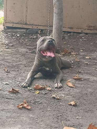 pişik satışı bakı: Pitbul, Erkək, Peyvəndli — 3