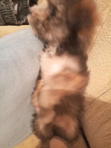 coban itlerin satisi: Pudel balasıdır evdə saxlamaq idial seçimdir üçün uşaqlar üçün idial — 5